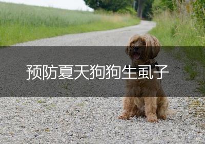 预防夏天狗狗生虱子