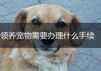 领养宠物需要办理什么手续