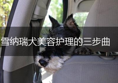 雪纳瑞犬美容护理的三步曲