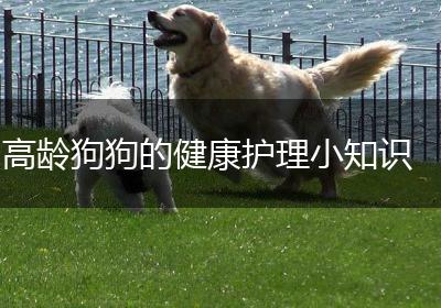高龄狗狗的健康护理小知识