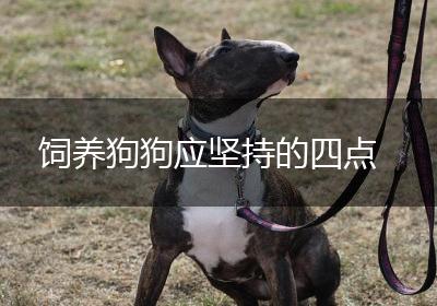 饲养狗狗应坚持的四点