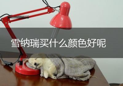 雪纳瑞买什么颜色好呢