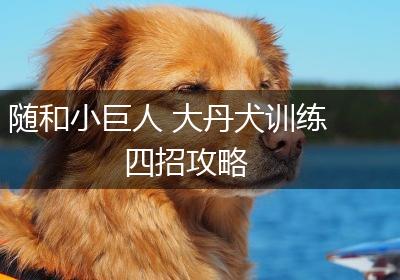 随和小巨人 大丹犬训练四招攻略