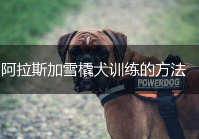 阿拉斯加雪橇犬训练的方法