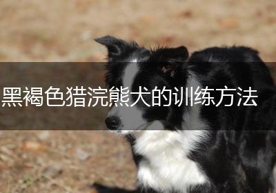 黑褐色猎浣熊犬的训练方法