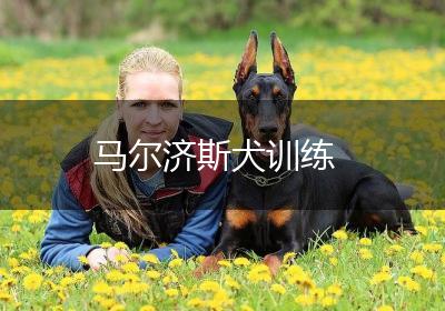马尔济斯犬训练