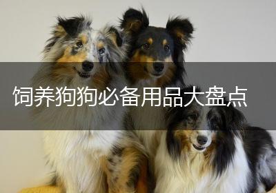 饲养狗狗必备用品大盘点