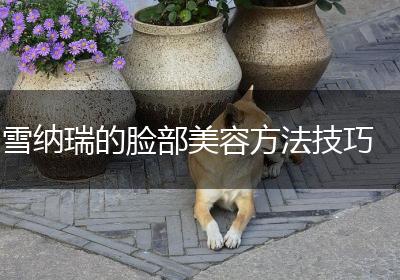 雪纳瑞的脸部美容方法技巧
