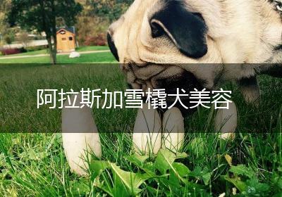 阿拉斯加雪橇犬美容