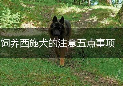 饲养西施犬的注意五点事项