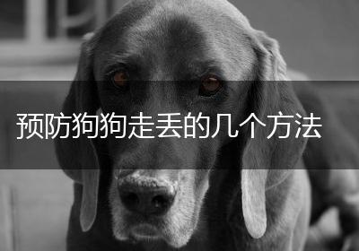 预防狗狗走丢的几个方法