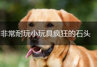 非常耐玩小玩具疯狂的石头