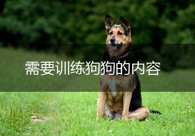 需要训练狗狗的内容