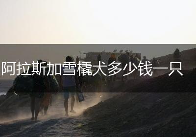 阿拉斯加雪橇犬多少钱一只