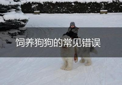 饲养狗狗的常见错误