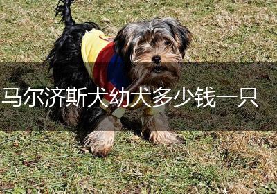 马尔济斯犬幼犬多少钱一只