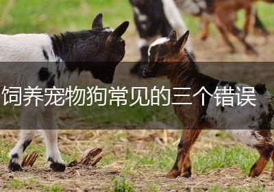 饲养宠物狗常见的三个错误