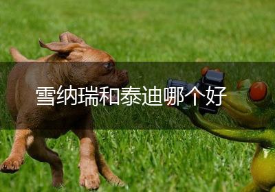 雪纳瑞和泰迪哪个好