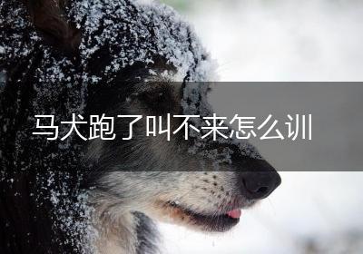 马犬跑了叫不来怎么训