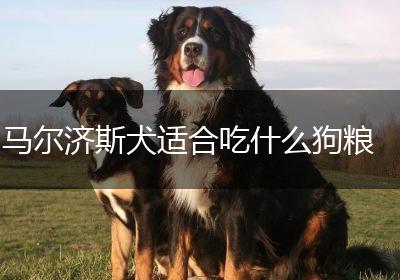 马尔济斯犬适合吃什么狗粮