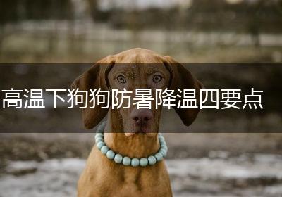 高温下狗狗防暑降温四要点