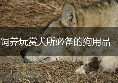 饲养玩赏犬所必备的狗用品