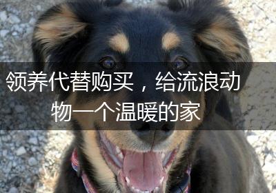 领养代替购买，给流浪动物一个温暖的家