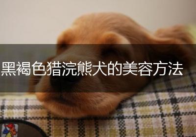 黑褐色猎浣熊犬的美容方法