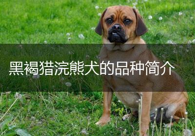 黑褐猎浣熊犬的品种简介