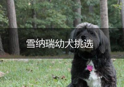 雪纳瑞幼犬挑选