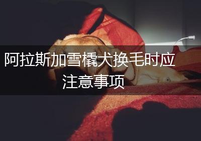 阿拉斯加雪橇犬换毛时应注意事项