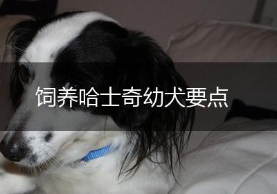 饲养哈士奇幼犬要点