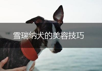 雪瑞纳犬的美容技巧