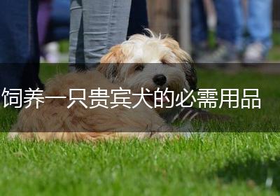 饲养一只贵宾犬的必需用品