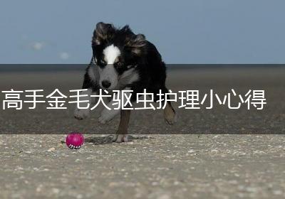 高手金毛犬驱虫护理小心得