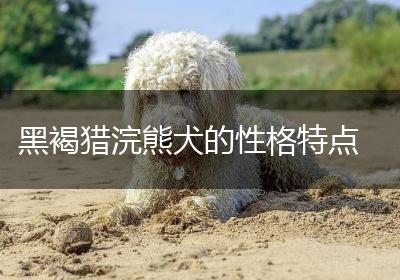 黑褐猎浣熊犬的性格特点