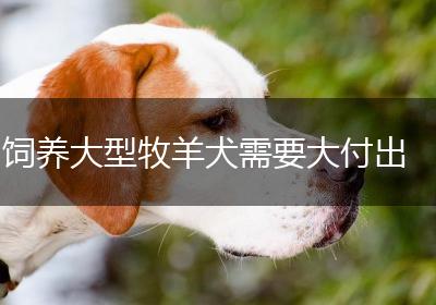 饲养大型牧羊犬需要大付出