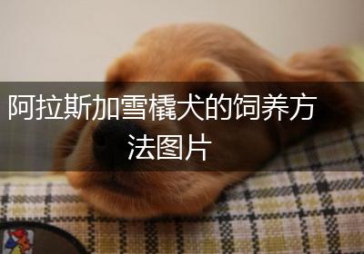 阿拉斯加雪橇犬的饲养方法图片