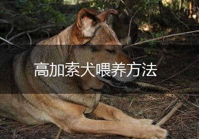 高加索犬喂养方法