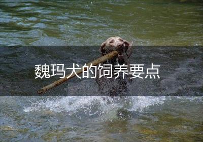 魏玛犬的饲养要点