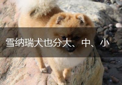 雪纳瑞犬也分大、中、小