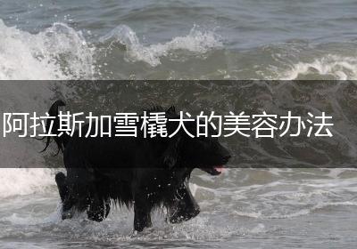 阿拉斯加雪橇犬的美容办法