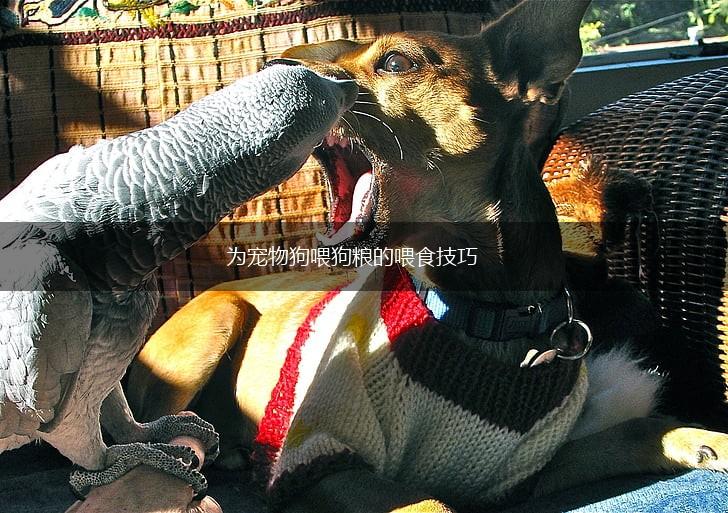 为宠物狗喂狗粮的喂食技巧,第1张