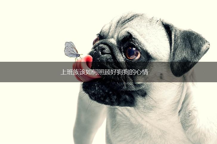 上班族该如何照顾好狗狗的心情,第1张