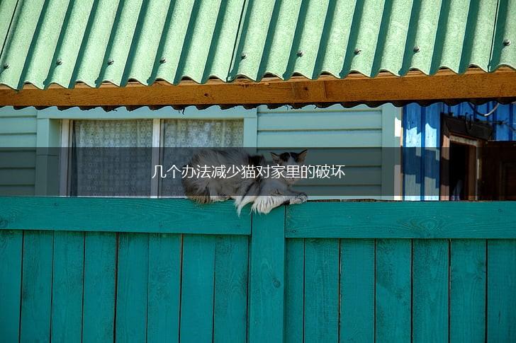 几个办法减少猫对家里的破坏,第1张