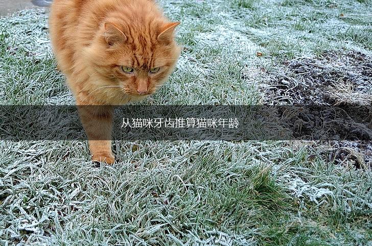 从猫咪牙齿推算猫咪年龄,第1张
