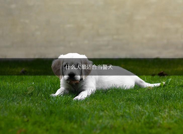 什么犬最适合当警犬,第1张