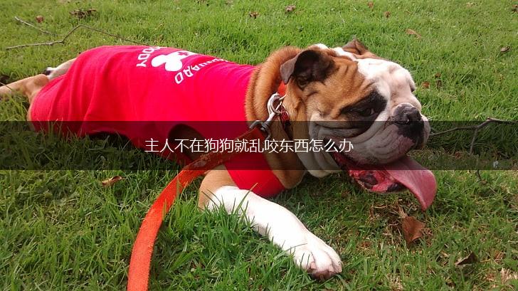 主人不在狗狗就乱咬东西怎么办,第1张
