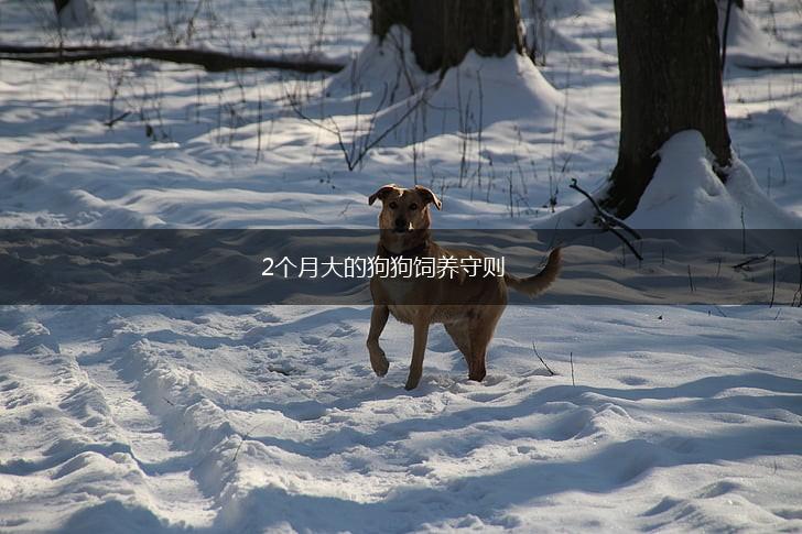 2个月大的狗狗饲养守则,第1张