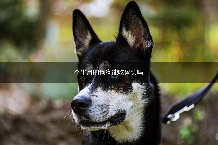 一个半月的狗狗能吃骨头吗,第1张